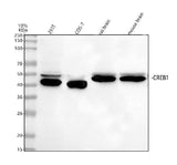 Anti-CREB1 Antibody Picoband® Boster Bio