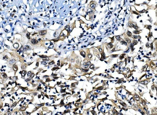 Anti-IRF1 Antibody Picoband® Boster Bio