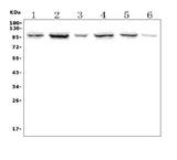 Anti-PTPN22 Picoband® Antibody Boster Bio