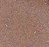 Anti-NSF Antibody Picoband® Boster Bio