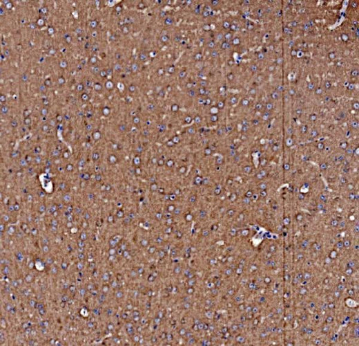 Anti-NSF Antibody Picoband® Boster Bio