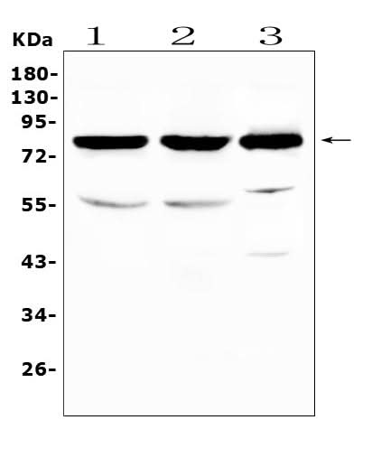 Anti-NSF Antibody Picoband® Boster Bio