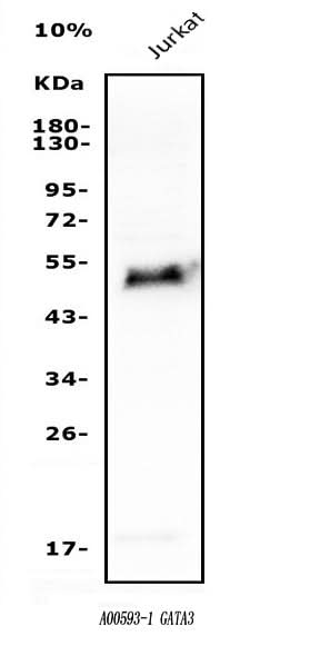 Anti-GATA3 Antibody Picoband® Boster Bio