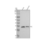 Anti-PDC Antibody Picoband® Boster Bio