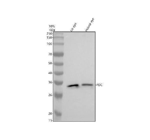 Anti-PDC Antibody Picoband® Boster Bio
