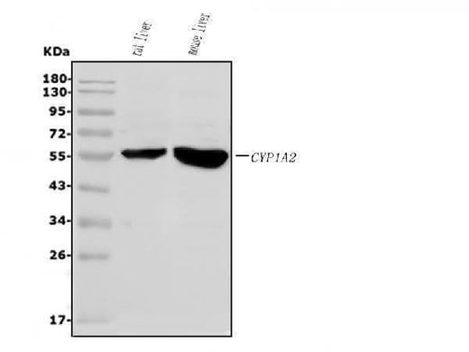 Anti-Cytochrome P450 1A2/Cyp1a2 Antibody Picoband® Boster Bio