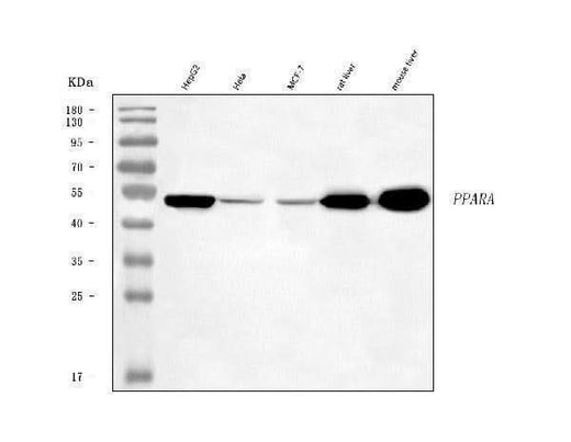 Anti-PPAR alpha/PPARA Antibody Picoband® Boster Bio