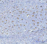 Anti-CD68 Antibody Boster Bio