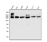 Anti-TET1 Antibody Picoband® Boster Bio