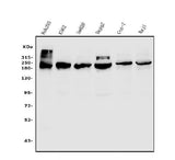 Anti-TET1 Antibody Picoband® Boster Bio