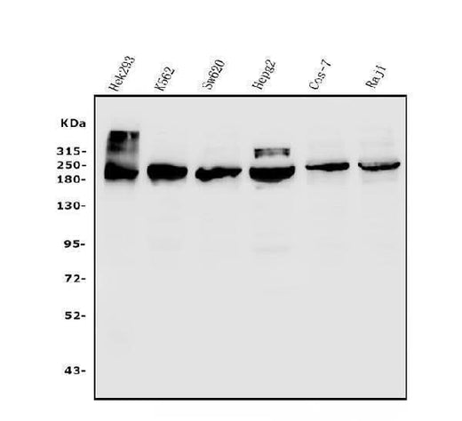 Anti-TET1 Antibody Picoband® Boster Bio