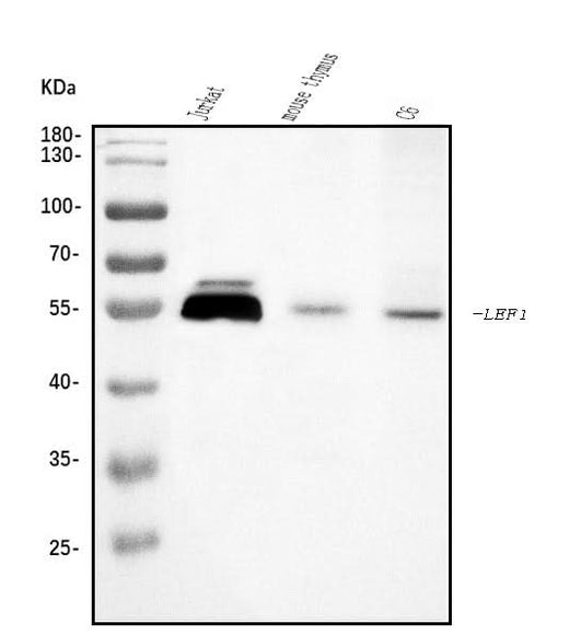 Anti-LEF1 Antibody Picoband® Boster Bio