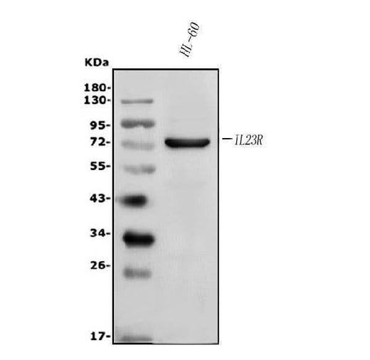 Anti-IL23 Receptor/IL23R Antibody Picoband® Boster Bio