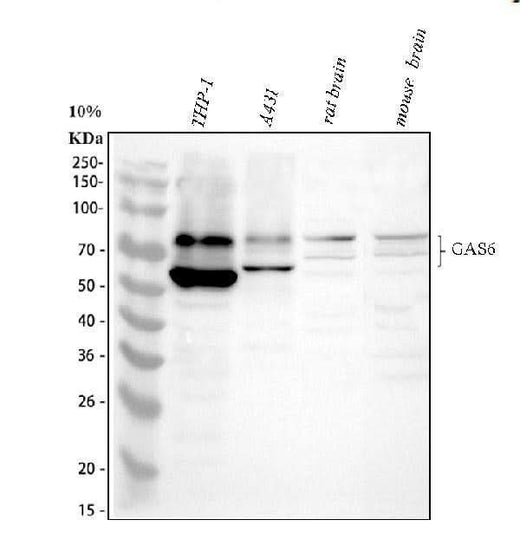 Anti-GAS 6/GAS6 Antibody Picoband® Boster Bio