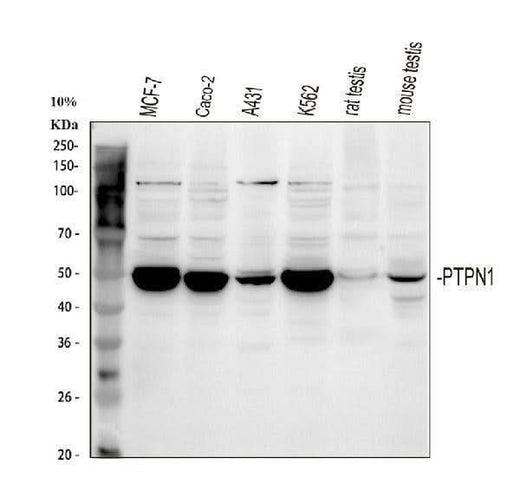 Anti-PTP1B/PTPN1 Antibody Picoband® Boster Bio