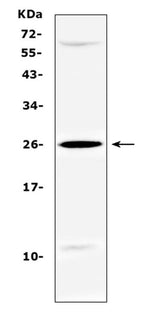 Anti-SRY Antibody Picoband® Boster Bio