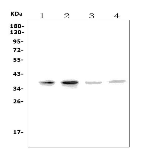 Anti-MC4-R/MC4R Antibody Picoband® Boster Bio
