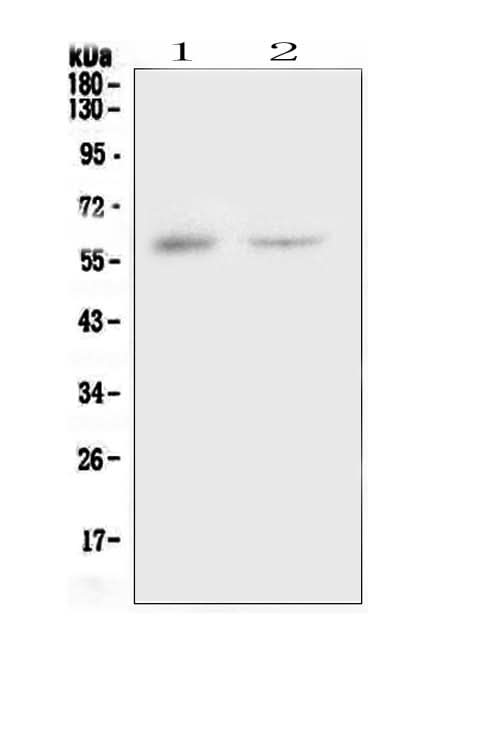 Anti-CSF1 Antibody Picoband® Boster Bio
