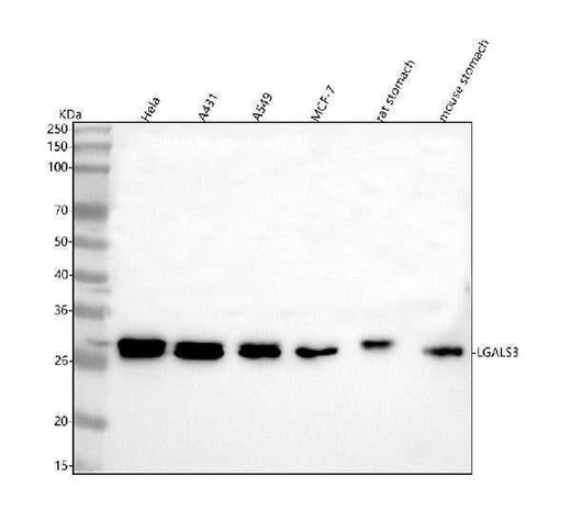 Anti-LGALS3 Antibody Picoband® Boster Bio