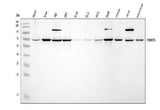 Anti-PRMT5 Antibody Picoband® Boster Bio
