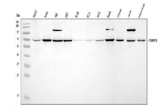 Anti-PRMT5 Antibody Picoband® Boster Bio