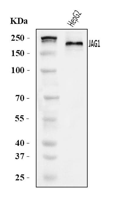 Anti-Jagged1/JAG1 Antibody Picoband® Boster Bio