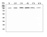 Anti-MVP Antibody Picoband® Boster Bio
