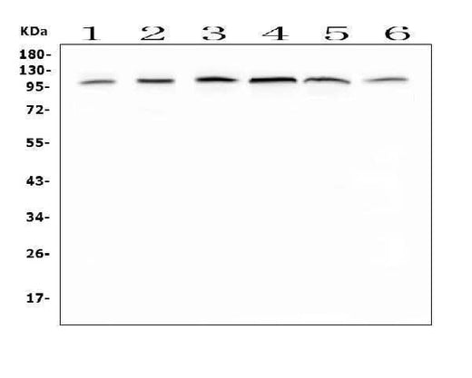 Anti-MVP Antibody Picoband® Boster Bio