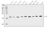 Anti-IL1RA/Il1rn Antibody Picoband® Boster Bio