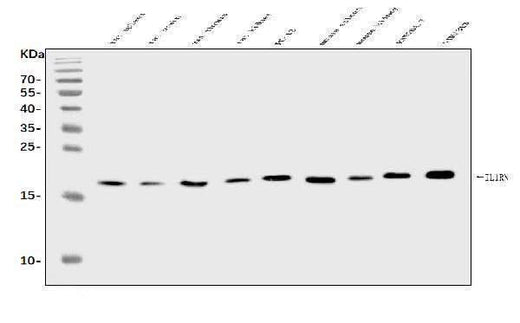 Anti-IL1RA/Il1rn Antibody Picoband® Boster Bio