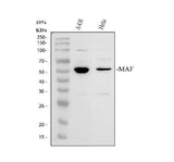 Anti-c-Maf/MAF Antibody Picoband® Boster Bio