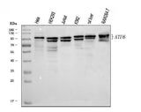 Anti-ATF6 Antibody Picoband® Boster Bio