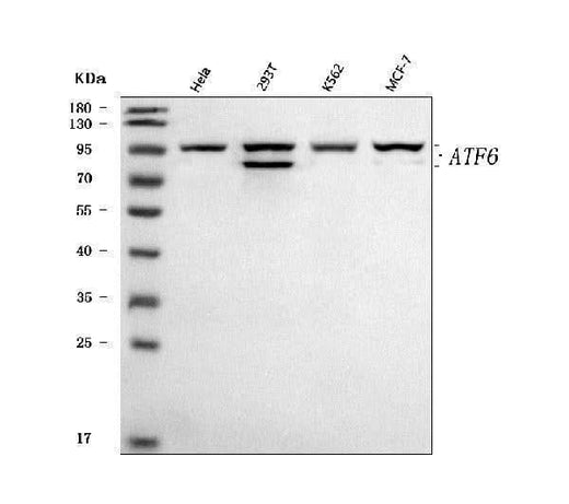 Anti-ATF6 Antibody Picoband® Boster Bio