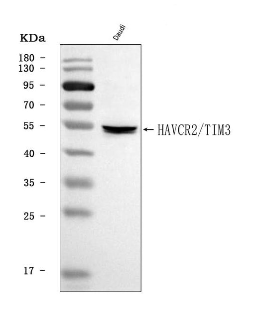 Anti-TIM 3/HAVCR2 Antibody Picoband® Boster Bio