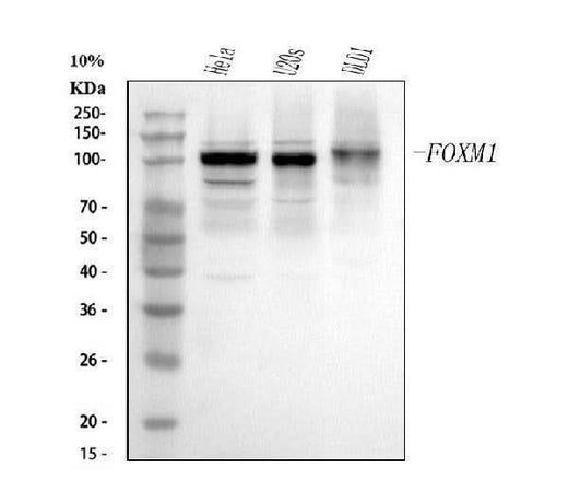 Anti-FOXM1 Antibody Picoband® Boster Bio