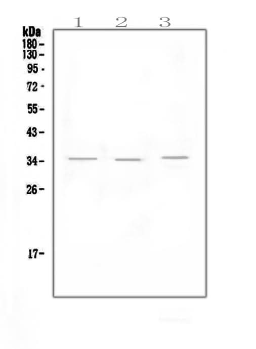 Anti-NKG2D/KLRK1 Antibody Picoband® Boster Bio