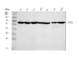 Anti-TFEB Antibody Picoband® Boster Bio