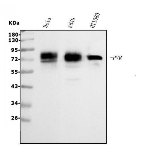 Anti-Poliovirus Receptor/PVR Antibody Picoband® Boster Bio
