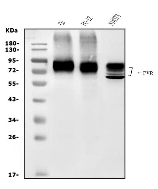 Anti-Poliovirus Receptor/PVR Antibody Picoband® Boster Bio