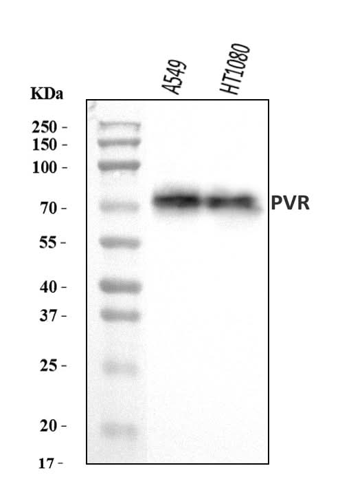 Anti-Poliovirus Receptor/PVR Antibody Picoband® Boster Bio