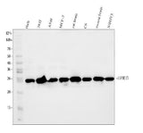 Anti-HPRT1 Antibody Picoband® Boster Bio