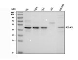 Anti-PAX5 Antibody Picoband® Boster Bio