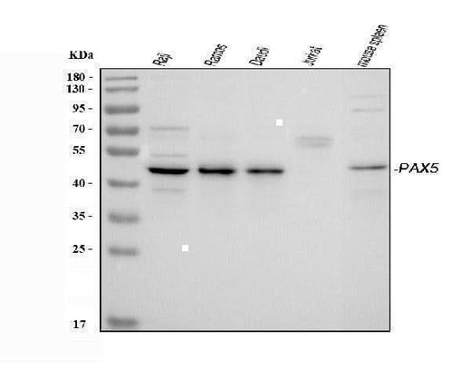 Anti-PAX5 Antibody Picoband® Boster Bio