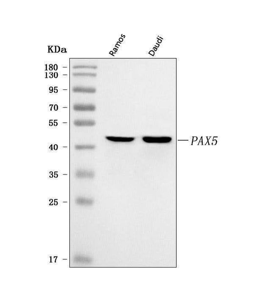 Anti-BSAP/PAX5 Antibody Picoband® Boster Bio