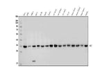 Anti-MCU Antibody Picoband® Boster Bio