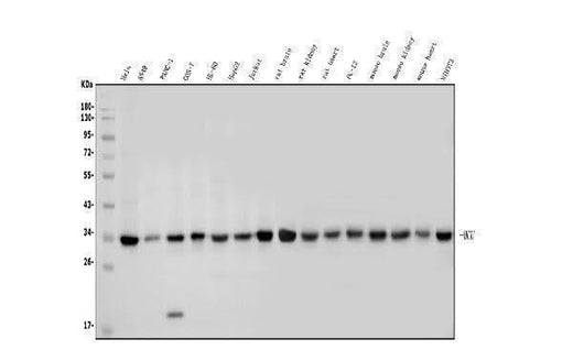 Anti-MCU Antibody Picoband® Boster Bio