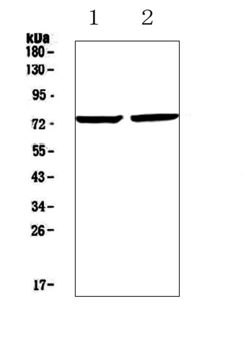 Anti-Egr1 Antibody Picoband® Boster Bio