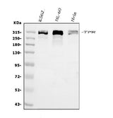 Anti-TPR Antibody Picoband® Boster Bio