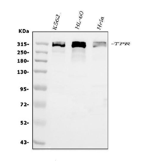 Anti-TPR Antibody Picoband® Boster Bio