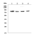 Anti-Growth hormone receptor/GHR Picoband® Antibody Boster Bio